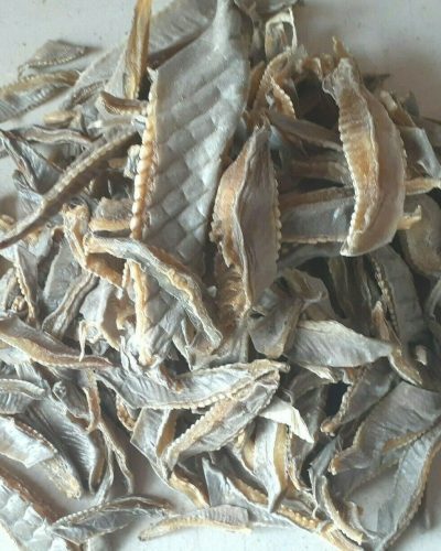 SHARK DORSAL FIN AUST CARTILAGE KNUCKLE