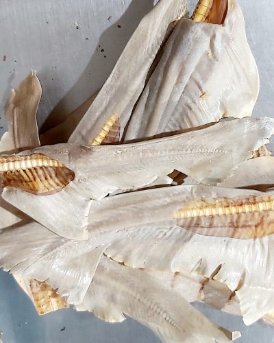 SHARK TAIL FIN AUST SHARK TAIL FIN