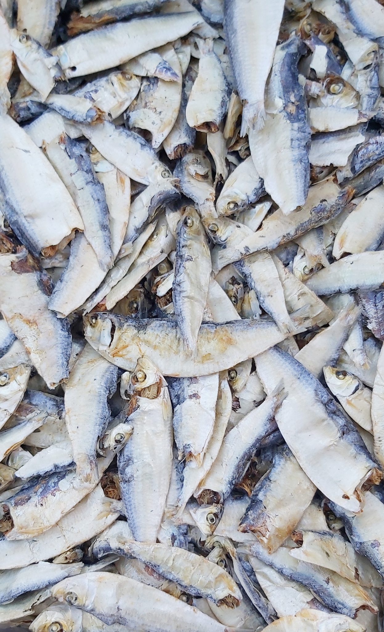Whole Sardines small fish Bulk buy 10kg