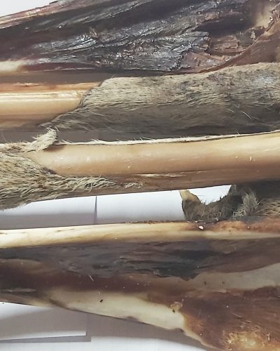 Kangaroo Leg Bone Marrow Bone cut in half Bulk Buy 25 Bones
