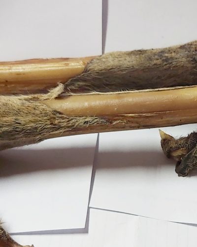 Kangaroo Leg Bone Marrow Bone cut in half
